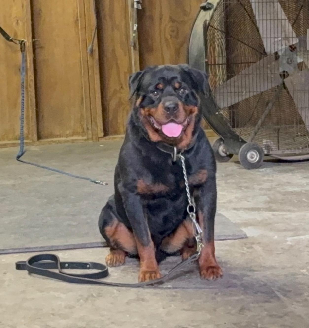 Von Friend Rottweiler - Happy, healthy dog